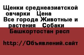 Щенки среднеазиатской овчарки › Цена ­ 20 000 - Все города Животные и растения » Собаки   . Башкортостан респ.